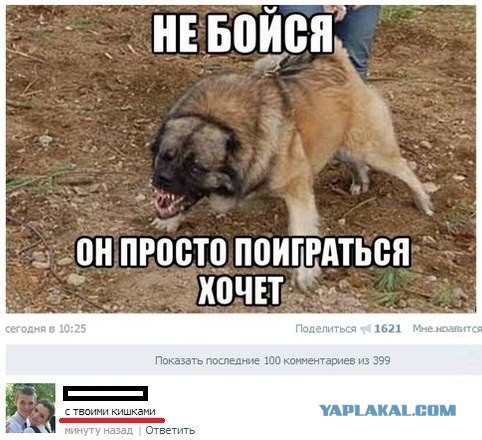Автолюбитель спас прохожего от волкодава