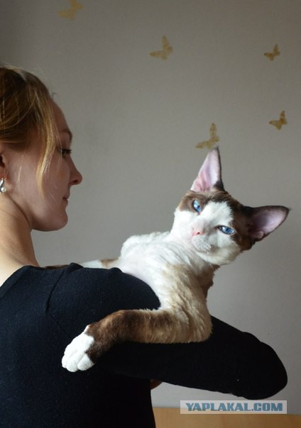 Перепись котопузов открыта=)