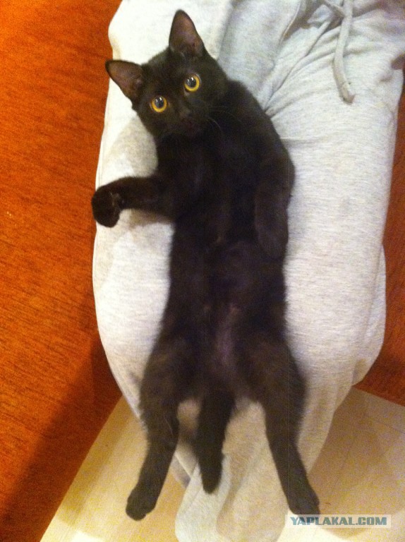 Кот шахид, Алла я в бар