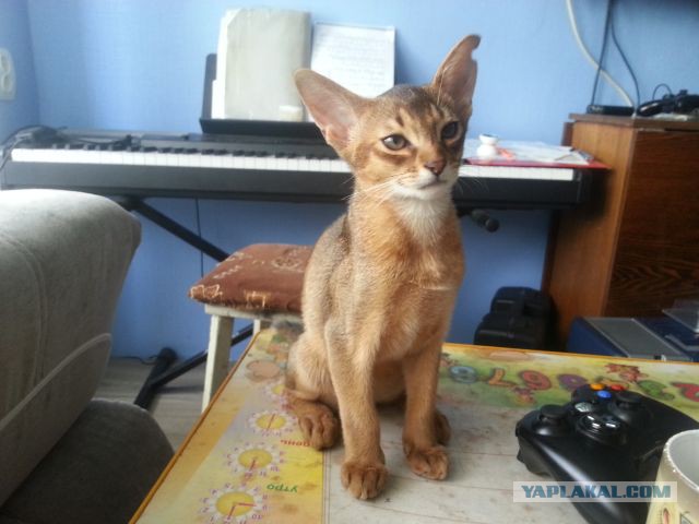 Котовторник