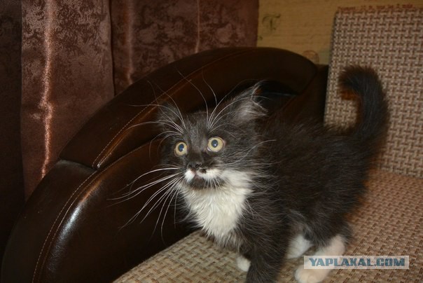 Котовторник