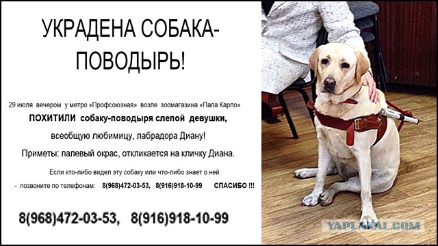 Украли собаку что делать. Маленькие породы собак для охраны. Украли собаку что делать. Украсть тебе собаку мем. Тренировка собак поводырей.