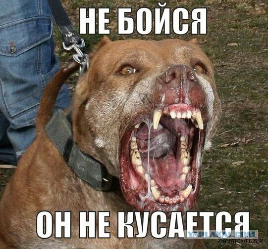Она не кусается