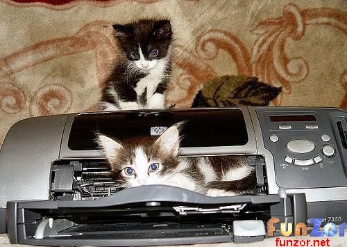 Коты, кошки, котята