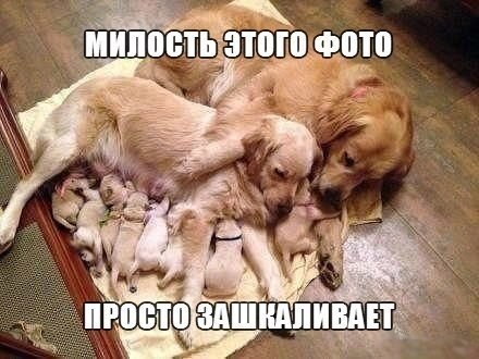 Немного картинок и демотиваторов