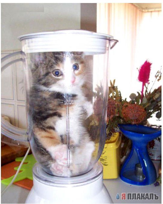 Коты, кошки, котята