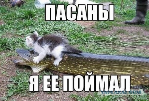 Веселые картинки