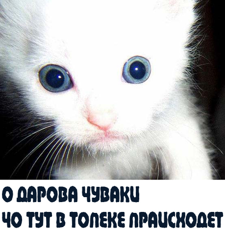 Вторничный котомёт!