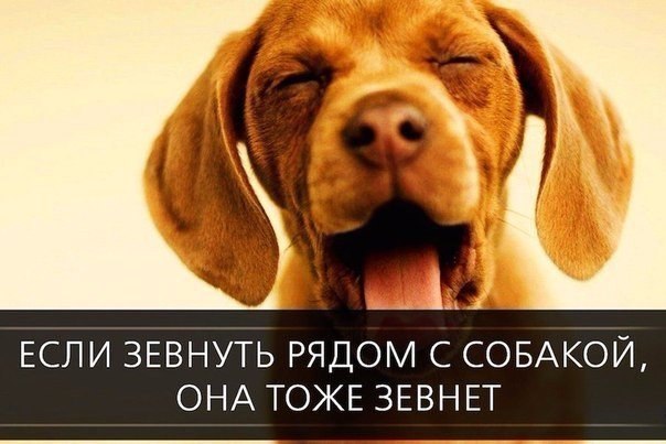 Прикольные животные