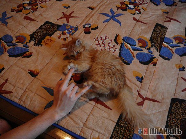 Котовторник: лента прикольных котов на 05.02!