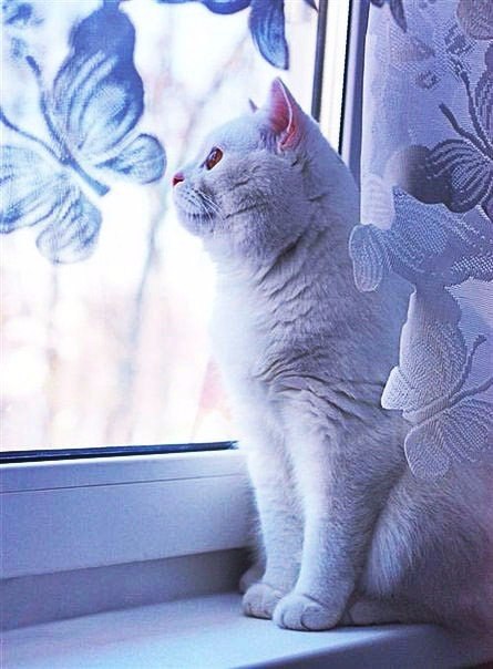 Прикольные животные
