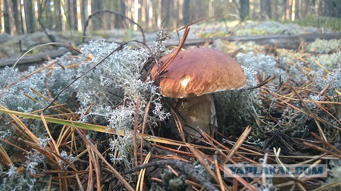 Жизнь как она есть 2