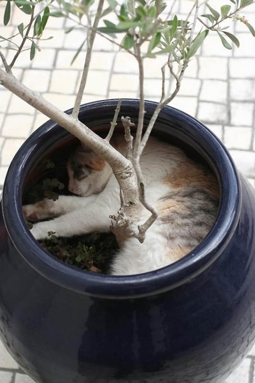 Коты из сети