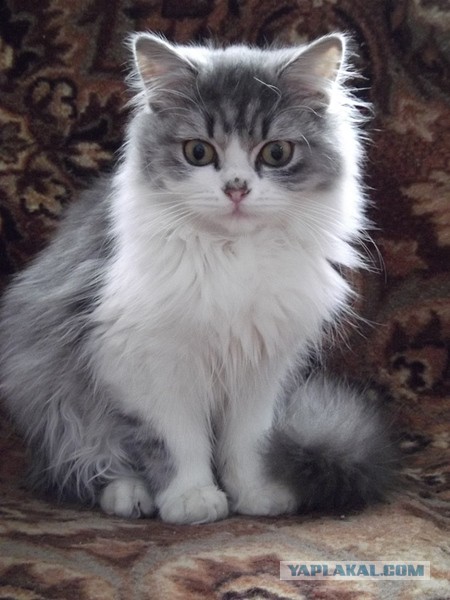 Котовторник 13.12.2016