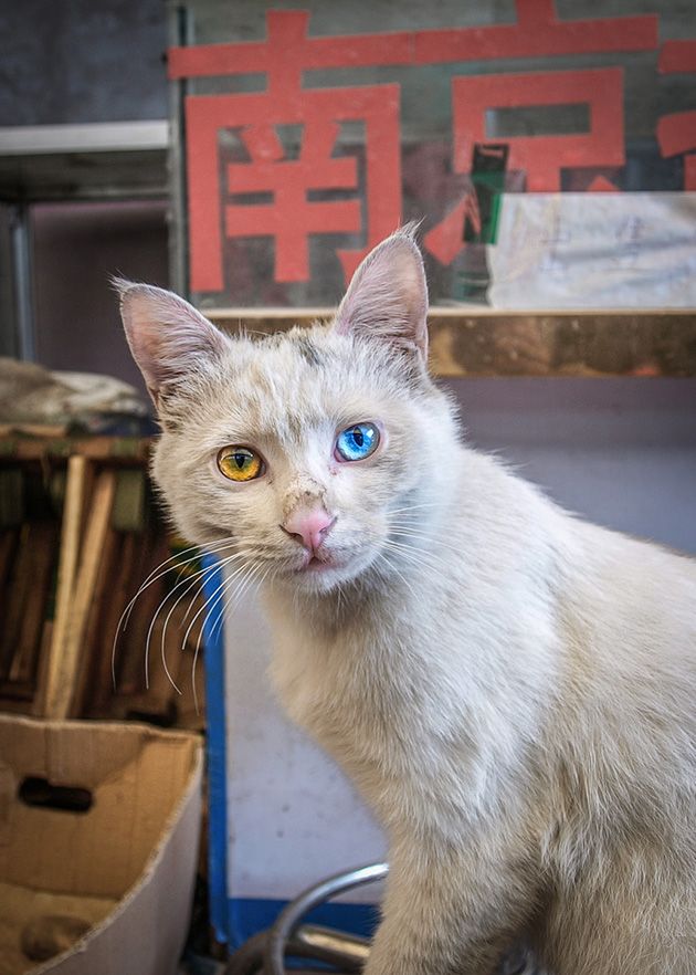 Коты и Кошки