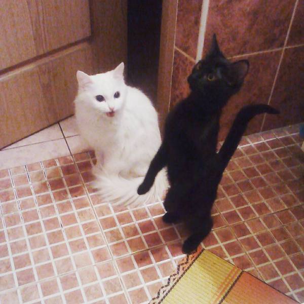 Коты и Кошки