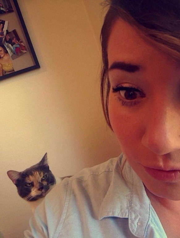 Коты и Кошки