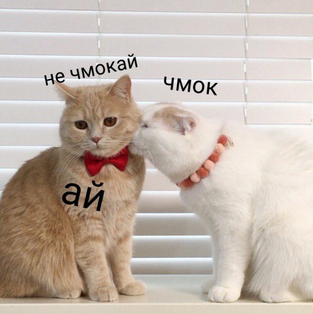 Коты и Кошки