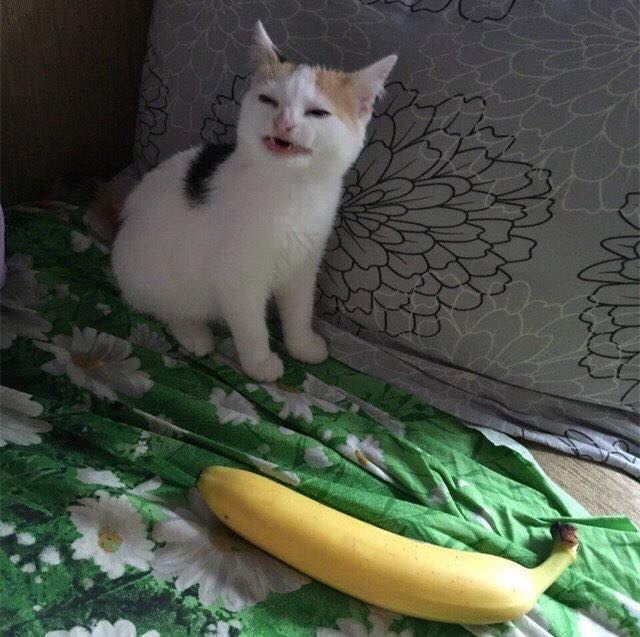 Прикольных котов пост