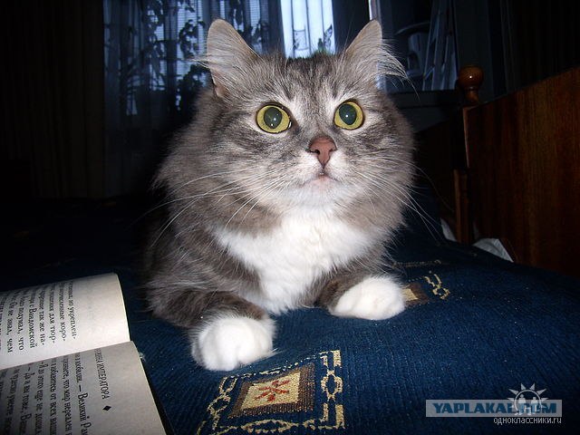 Котовторник 06.12.2011