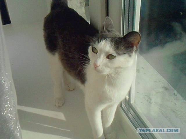 Котовторник (28.02.2012)