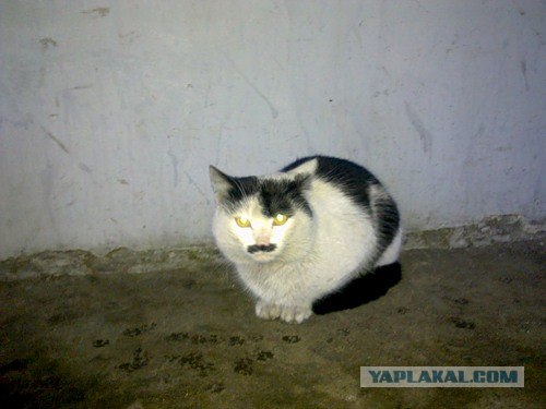 КОТОВТОРНИК (6.03.2012)