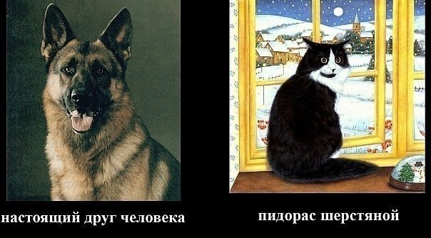 Девять причин, почему вам срочно надо завести кота