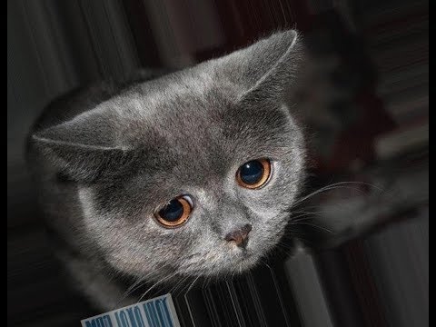 Белая Кость. Или кому принадлежит Казахстан