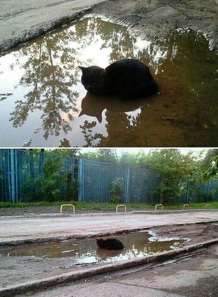Зверушки
