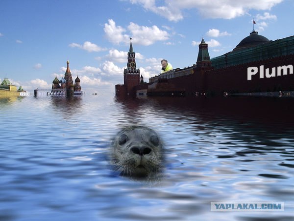 Фотожаба: Испуганый морской котик