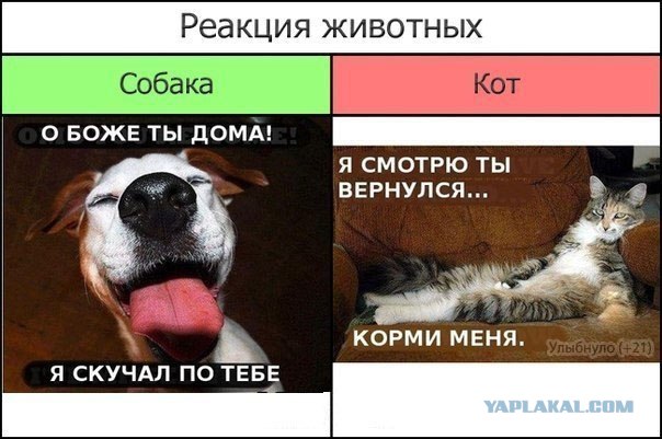 Не спящий нос