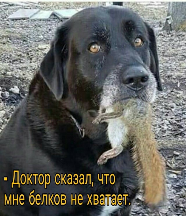 Деградация лайт 13.10.2022