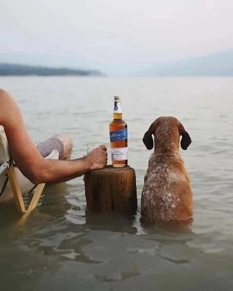 Да здравствует собакочетверг