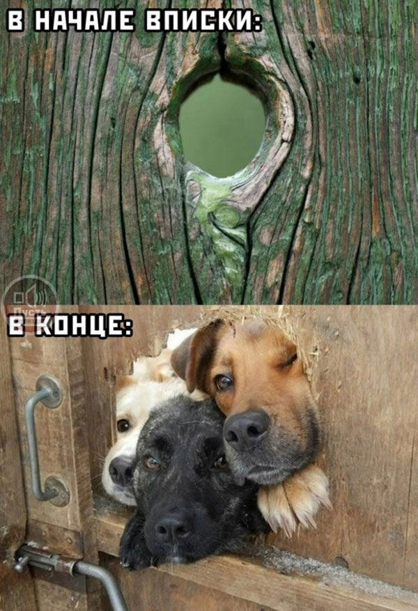 Свеженькие бояны