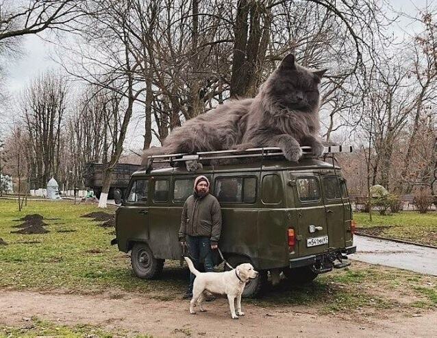 Так всякие картинки