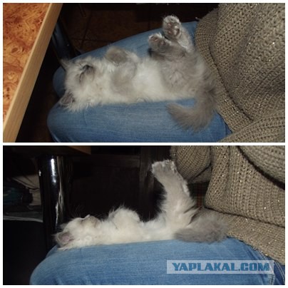 Котовторник 09.09.2014