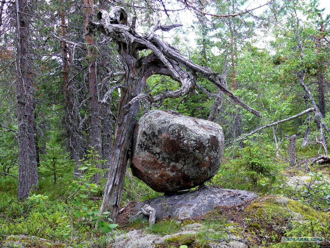 Странные Места В Ленинградской Области