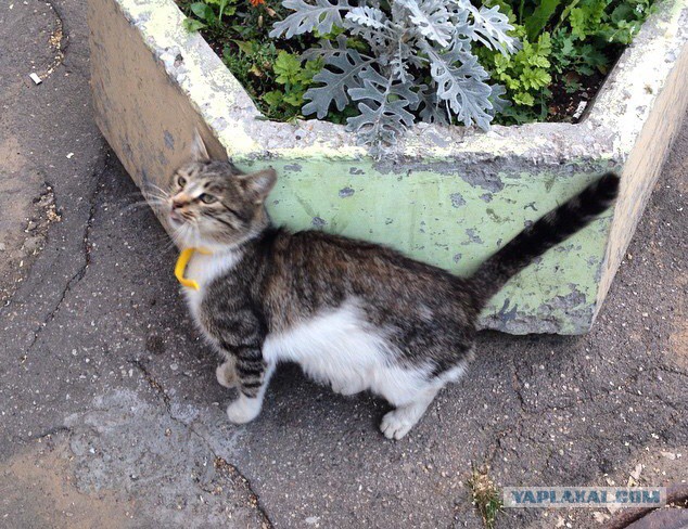 Котовторник 7.10.2014