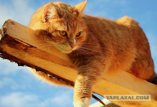 Скоро 23 февраля