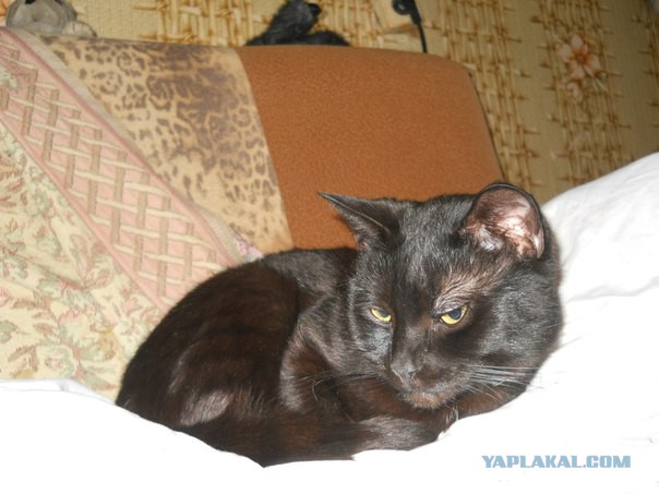 Котовторник