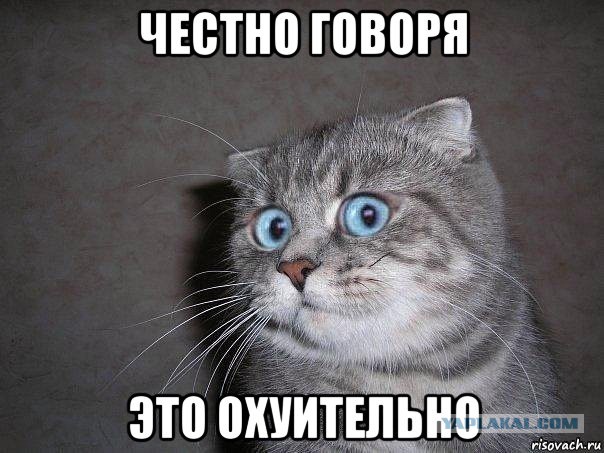 30 веселых фотографий с животными