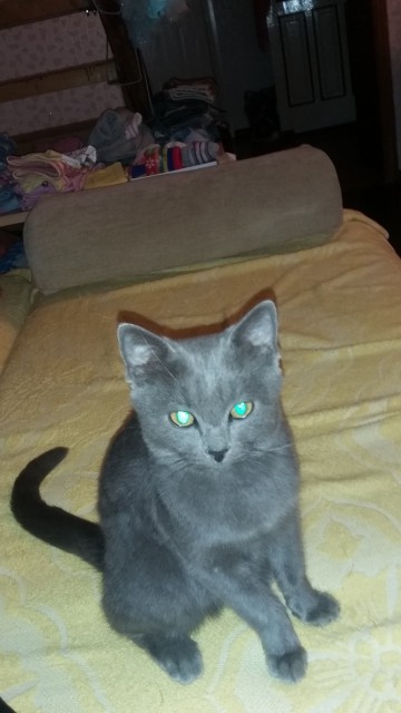Котовторник