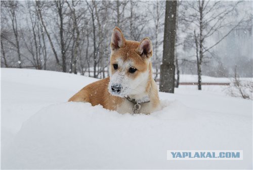 Собакочетверг же, ау!