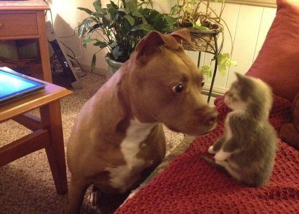 Собакочетверг