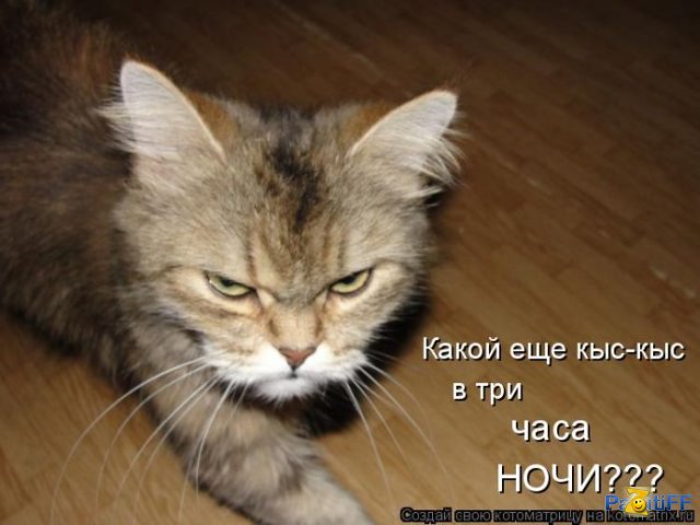 Котовторник 19.01.2016