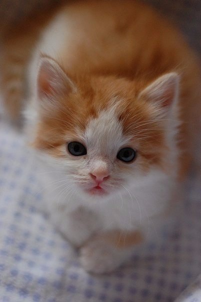 Коты из сети
