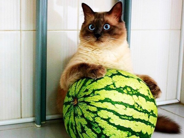 Котейки пост