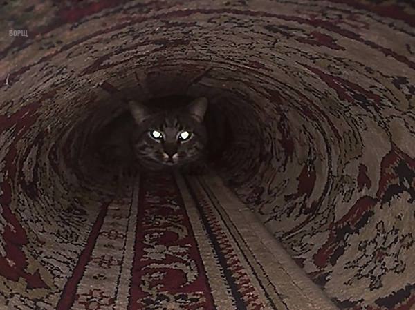 Коты из сети
