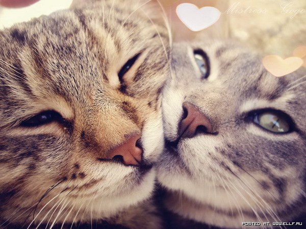 Коты из сети