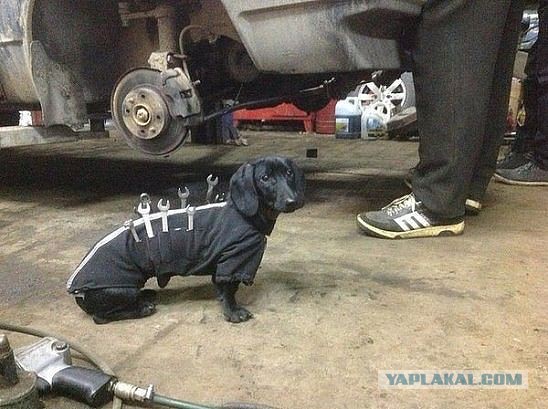 Забавные собаки: с добрым утром собакочетверга!